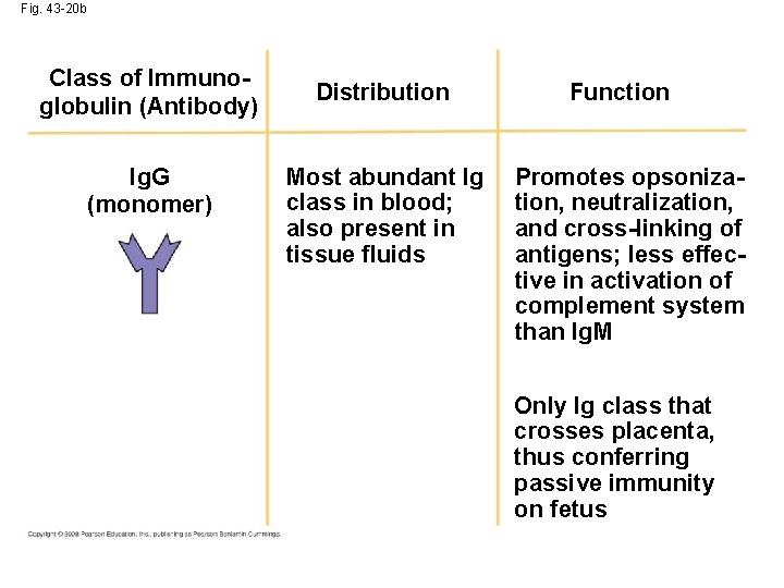 Fig. 43 -20 b Class of Immunoglobulin (Antibody) Ig. G (monomer) Distribution Most abundant