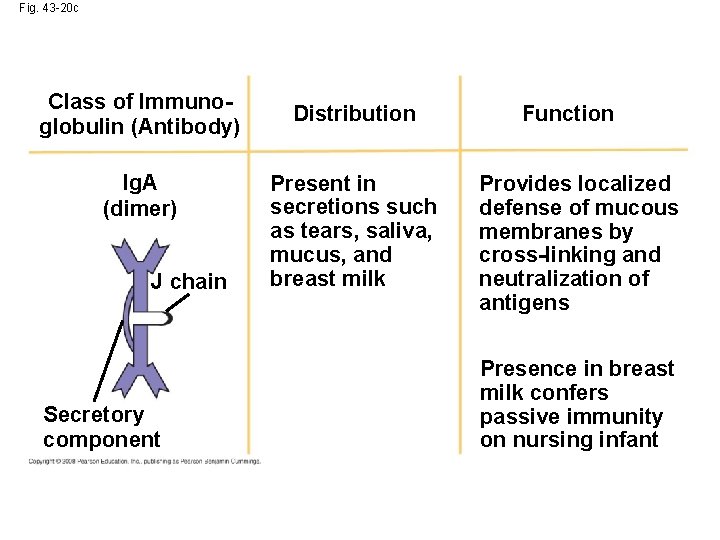 Fig. 43 -20 c Class of Immunoglobulin (Antibody) Ig. A (dimer) J chain Secretory