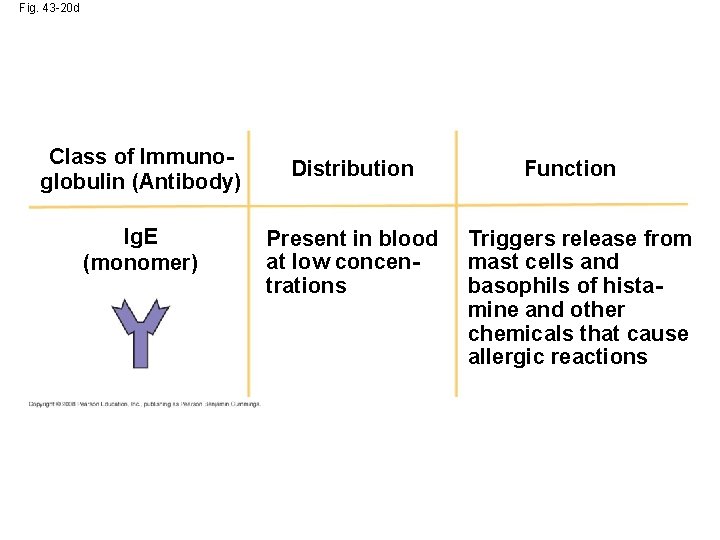 Fig. 43 -20 d Class of Immunoglobulin (Antibody) Ig. E (monomer) Distribution Present in