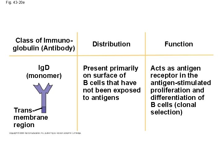 Fig. 43 -20 e Class of Immunoglobulin (Antibody) Ig. D (monomer) Transmembrane region Distribution