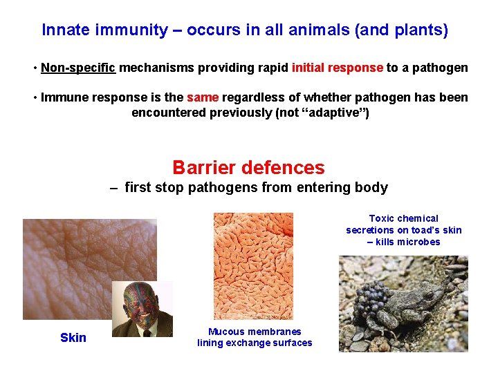 Innate immunity – occurs in all animals (and plants) • Non-specific mechanisms providing rapid