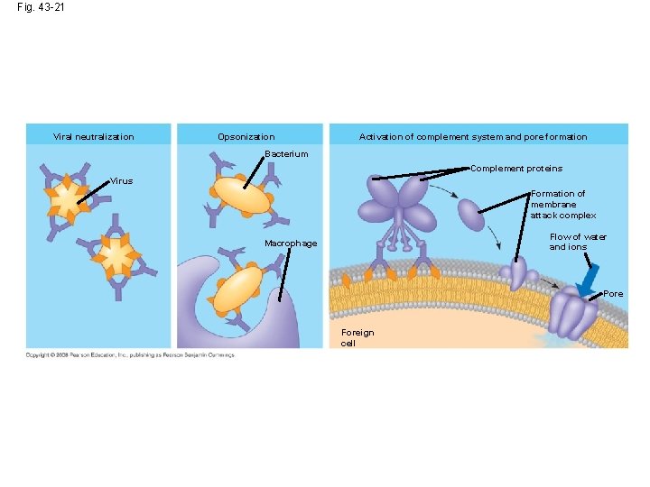 Fig. 43 -21 Viral neutralization Opsonization Activation of complement system and pore formation Bacterium