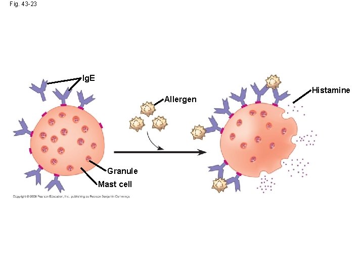 Fig. 43 -23 Ig. E Allergen Granule Mast cell Histamine 