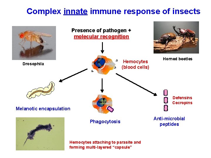 Complex innate immune response of insects Presence of pathogen + molecular recognition Hemocytes (blood