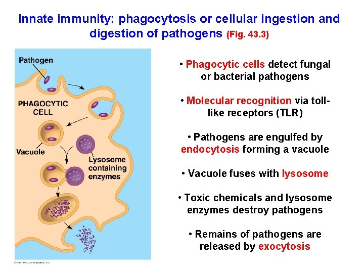 Innate immunity: phagocytosis or cellular ingestion and digestion of pathogens (Fig. 43. 3) •
