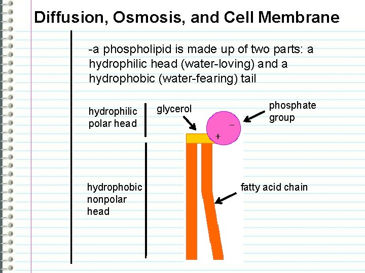 Diffusion, Osmosis, and Cell Membrane -a phospholipid is made up of two parts: a
