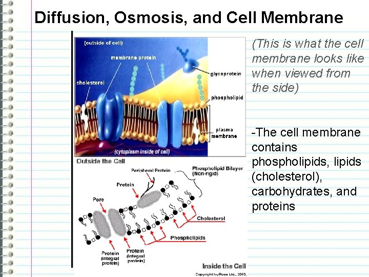 Diffusion, Osmosis, and Cell Membrane (This is what the cell membrane looks like when