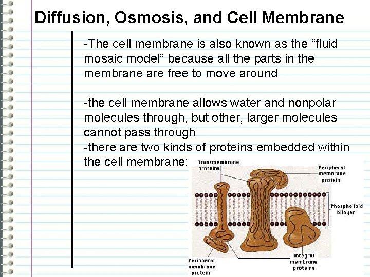 Diffusion, Osmosis, and Cell Membrane -The cell membrane is also known as the “fluid