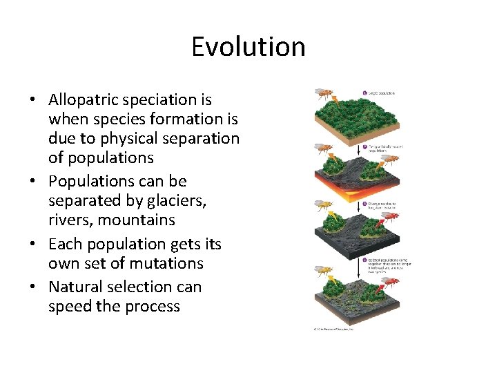 Evolution • Allopatric speciation is when species formation is due to physical separation of