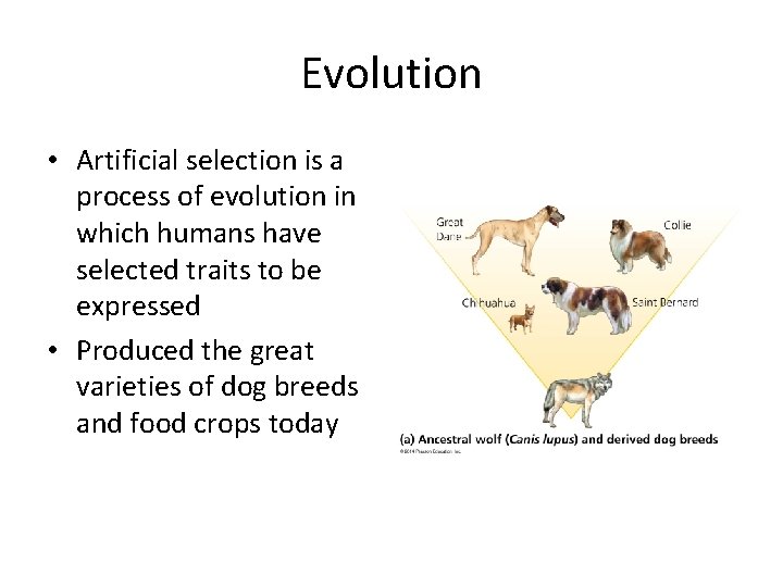 Evolution • Artificial selection is a process of evolution in which humans have selected