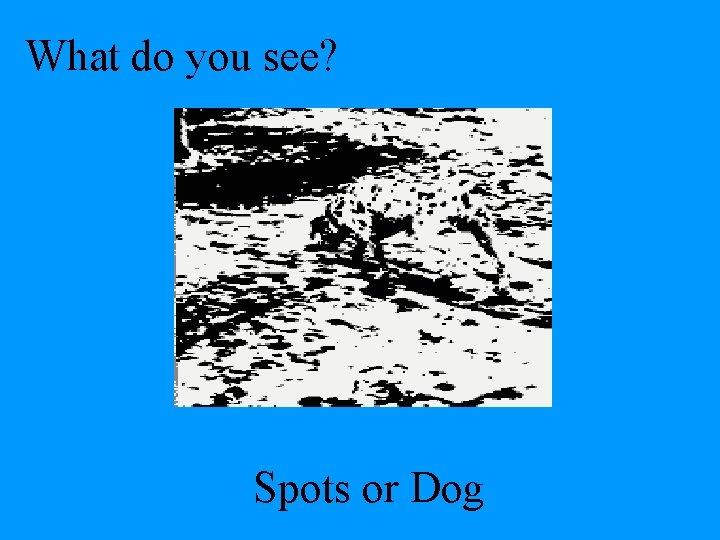 What do you see? Spots or Dog 