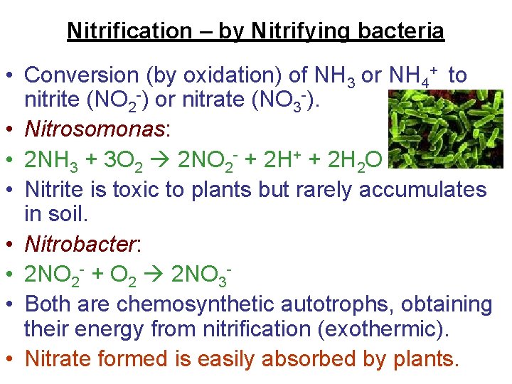 Nitrification – by Nitrifying bacteria • Conversion (by oxidation) of NH 3 or NH