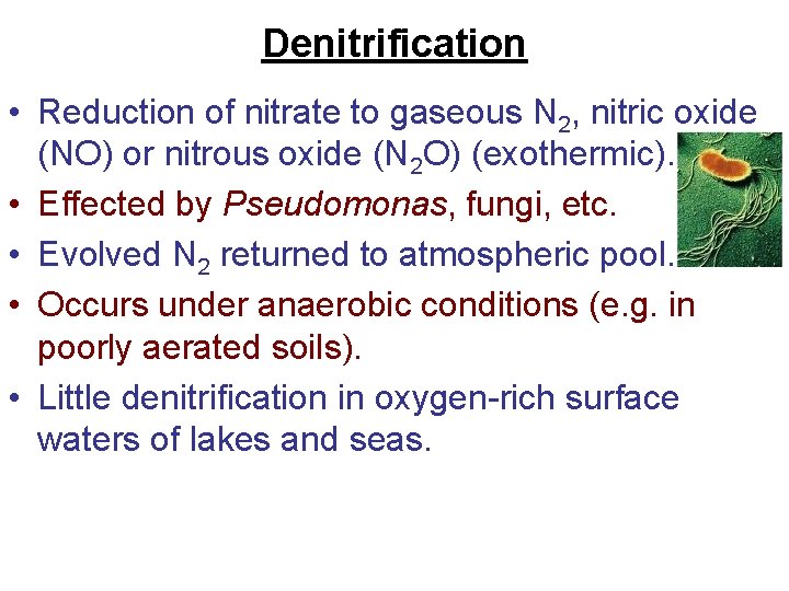Denitrification • Reduction of nitrate to gaseous N 2, nitric oxide (NO) or nitrous