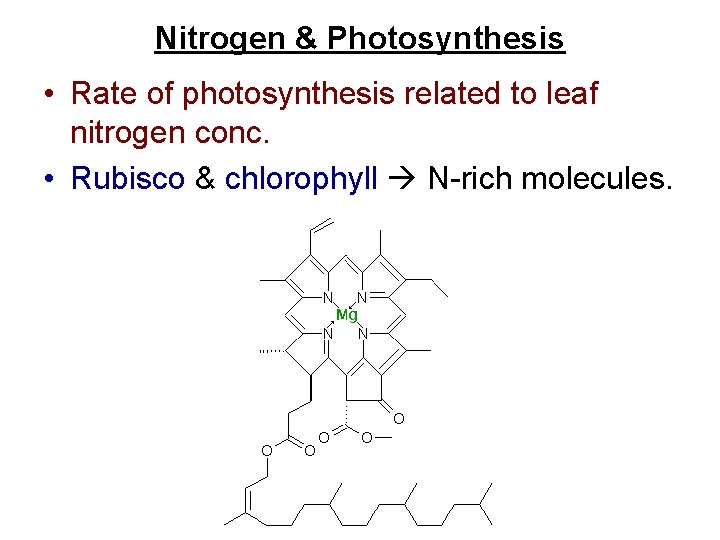 Nitrogen & Photosynthesis • Rate of photosynthesis related to leaf nitrogen conc. • Rubisco