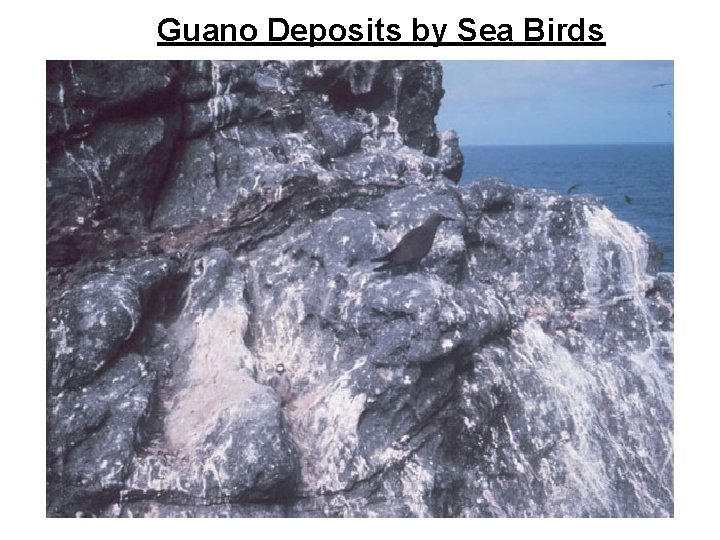 Guano Deposits by Sea Birds 