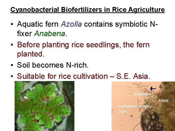 Cyanobacterial Biofertilizers in Rice Agriculture • Aquatic fern Azolla contains symbiotic Nfixer Anabena. •