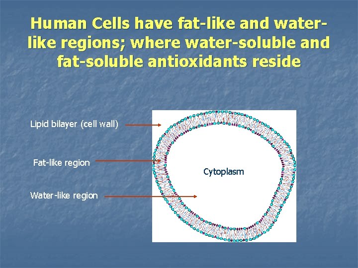 Human Cells have fat-like and waterlike regions; where water-soluble and fat-soluble antioxidants reside Lipid