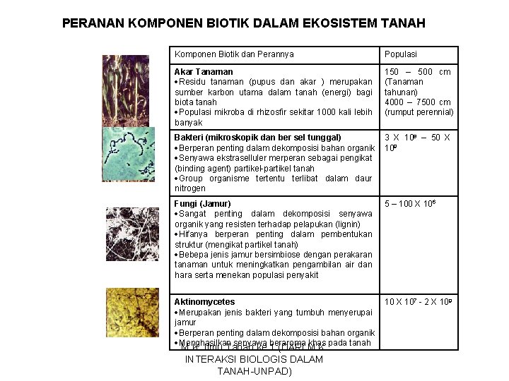 PERANAN KOMPONEN BIOTIK DALAM EKOSISTEM TANAH Komponen Biotik dan Perannya Populasi Akar Tanaman Residu