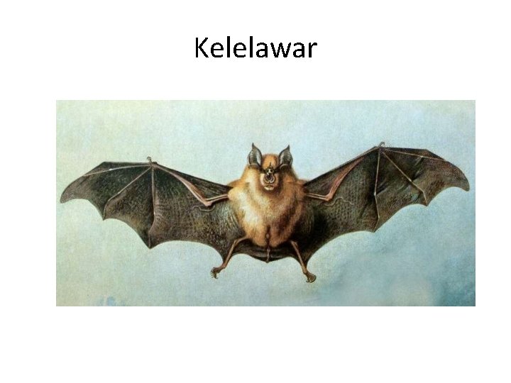 Kelelawar 