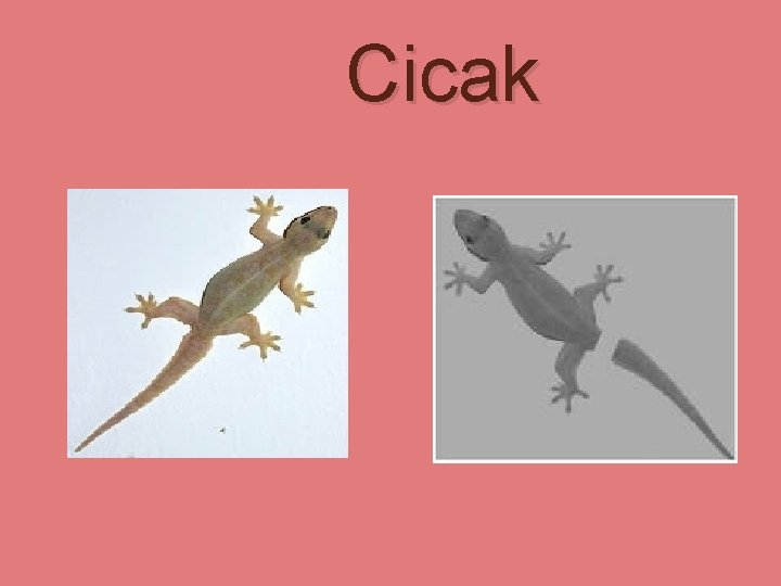 Cicak 