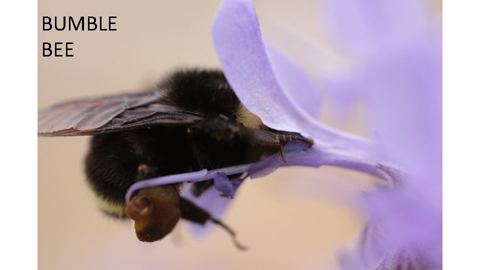 BUMBLE BEE 