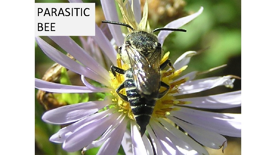 PARASITIC BEE 