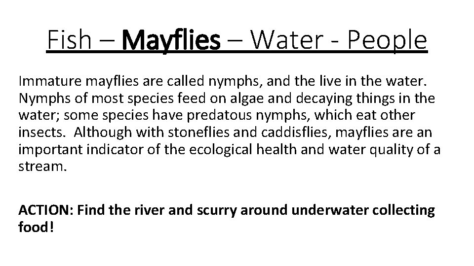 Fish – Mayflies – Water - People Immature mayflies are called nymphs, and the