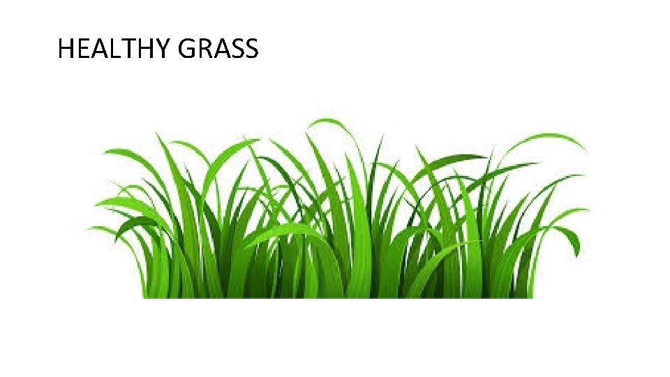 HEALTHY GRASS 