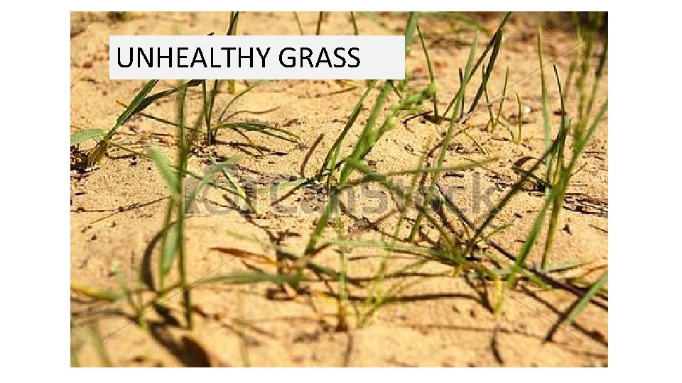 UNHEALTHY GRASS 