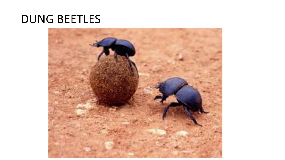 DUNG BEETLES 