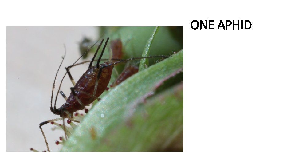 ONE APHID 