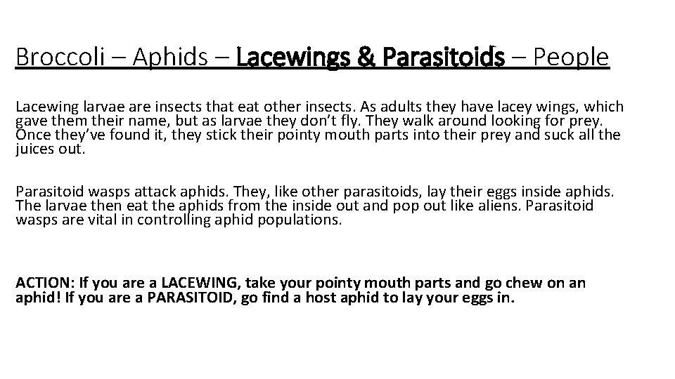 Broccoli – Aphids – Lacewings & Parasitoids – People Lacewing larvae are insects that
