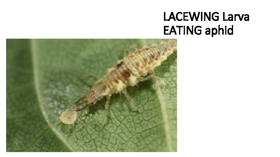 LACEWING Larva EATING aphid 
