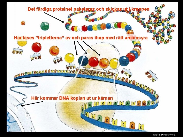 Det färdiga proteinet paketeras och skickas ut i kroppen Här läses ”tripletterna” av och