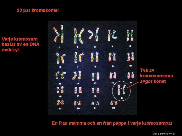 23 par kromosomer Varje kromosom består av en DNA molekyl Två av kromosomerna avgör