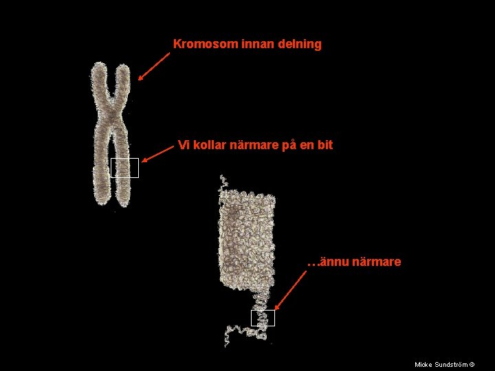 Kromosom innan delning Vi kollar närmare på en bit …ännu närmare Micke Sundström ©