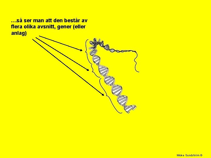 …så ser man att den består av flera olika avsnitt, gener (eller anlag) Micke