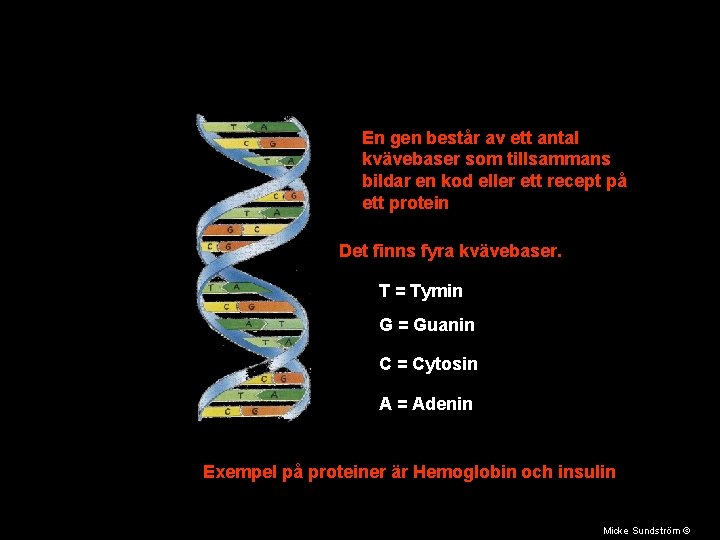 En gen består av ett antal kvävebaser som tillsammans bildar en kod eller ett