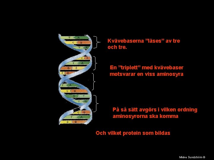 Kvävebaserna ”läses” av tre och tre. En ”triplett” med kvävebaser motsvarar en viss aminosyra