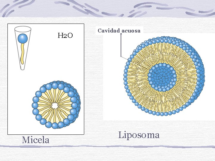 H 2 O Micela Cavidad acuosa Liposoma 