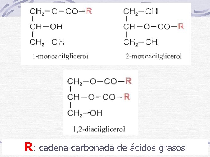 R: cadena carbonada de ácidos grasos 