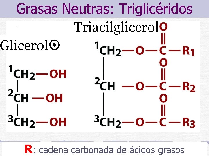 Grasas Neutras: Triglicéridos Triacilglicerol Glicerol R: cadena carbonada de ácidos grasos 
