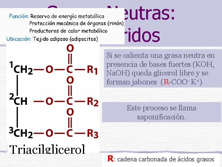 Grasas Neutras: Triglicéridos Si se calienta una grasa neutra en presencia de bases fuertes