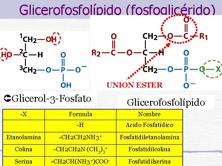 Glicerofosfolípido (fosfoglicérido) UNION ESTER Glicerol-3 -Fosfato -X Glicerofosfolípido Formula Nombre -H Acido Fosfatídico Etanolamina