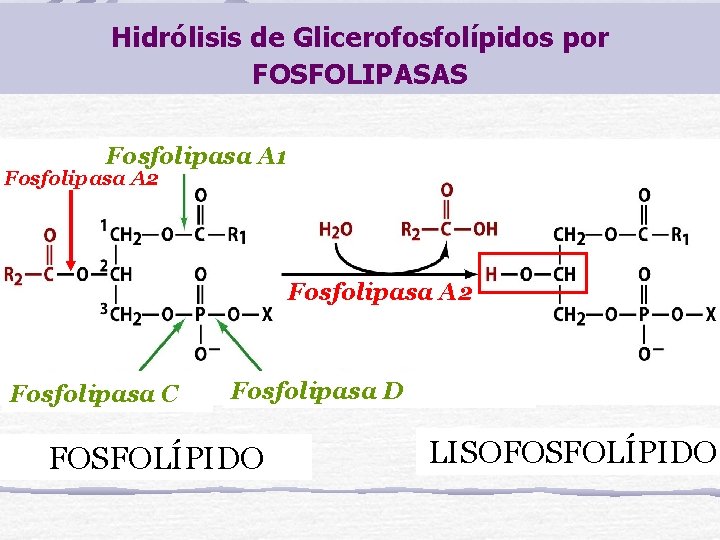 Hidrólisis de Glicerofosfolípidos por FOSFOLIPASAS Fosfolipasa A 1 Fosfolipasa A 2 Fosfolipasa C Fosfolipasa