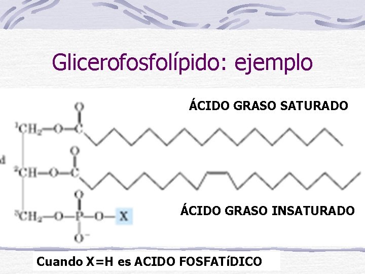 Glicerofosfolípido: ejemplo ÁCIDO GRASO SATURADO ÁCIDO GRASO INSATURADO Cuando X=H es ACIDO FOSFATíDICO 
