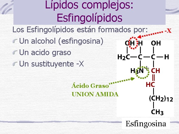 Lípidos complejos: Esfingolípidos Los Esfingolípidos están formados por: Un alcohol (esfingosina) Un acido graso