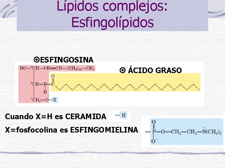 Lípidos complejos: Esfingolípidos ESFINGOSINA ÁCIDO GRASO Cuando X=H es CERAMIDA X=fosfocolina es ESFINGOMIELINA 