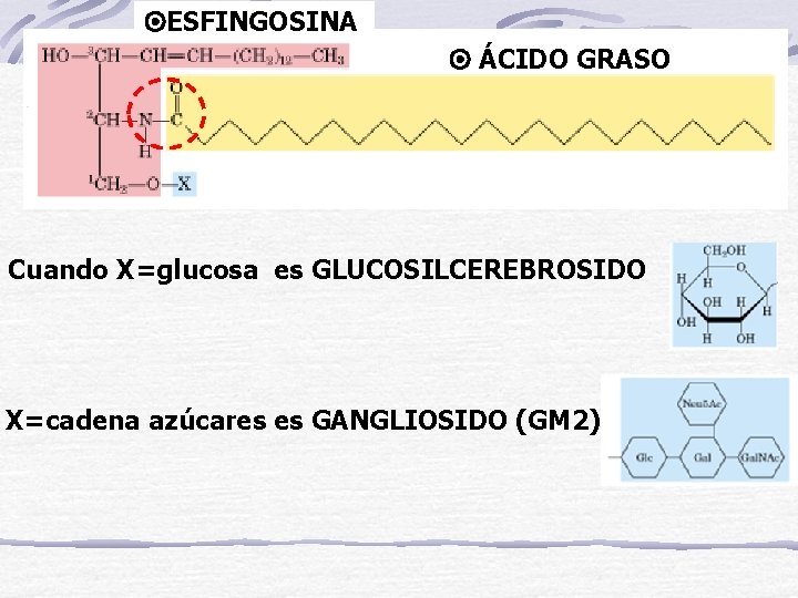  ESFINGOSINA ÁCIDO GRASO Cuando X=glucosa es GLUCOSILCEREBROSIDO X=cadena azúcares es GANGLIOSIDO (GM 2)