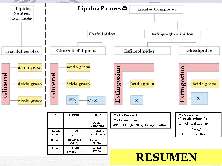 Lípidos Polares RESUMEN 